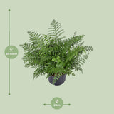 Begonia Parvati - Ø23cm - ↕55cm