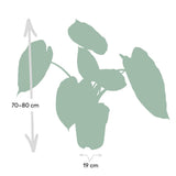 Alocasia Wentii - Oreille d'éléphant - Ø19cm - ↕70cm
