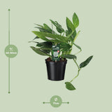 Philodendron Cobra Toef - Ø17cm - ↕50cm