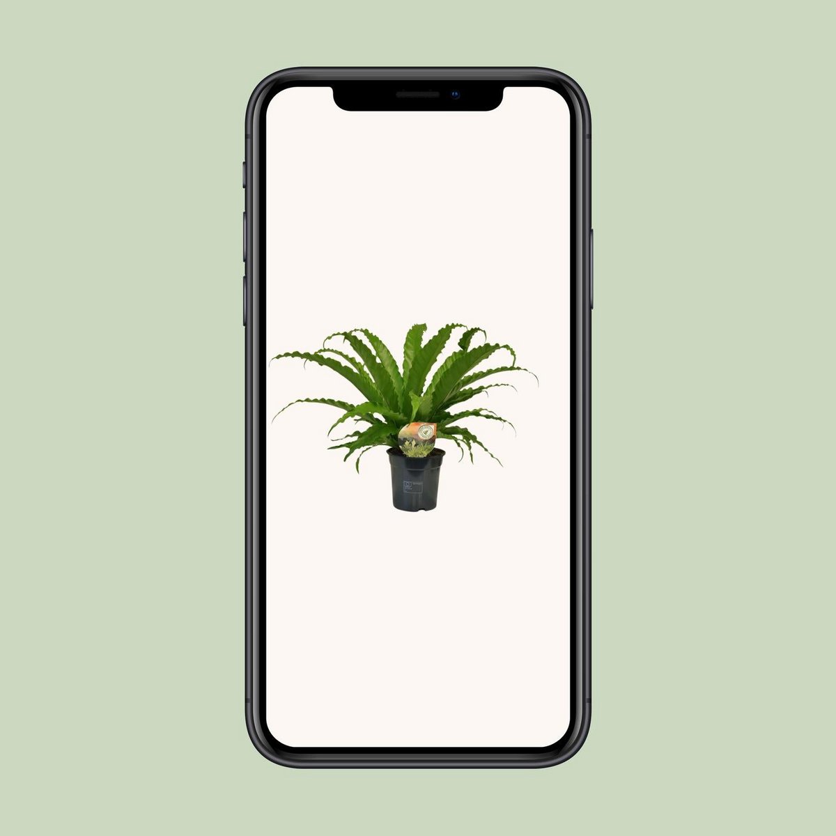 Asplenium Osaka exposée dans un jardin semi-ombragé