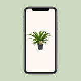 Asplenium Osaka exposée dans un jardin semi-ombragé