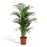 Dypsis Lutescens - Palmier Areca - Ø21cm - ↕110cm