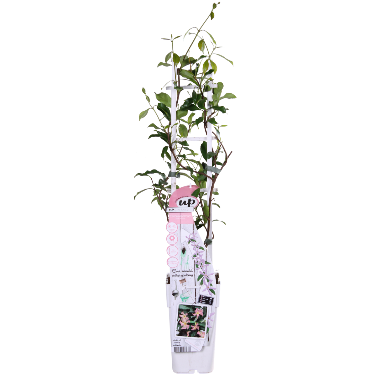 Trachelospermum 'Star of Ibiza' jasmin toscan rose Ø15 cm ↕65 cm