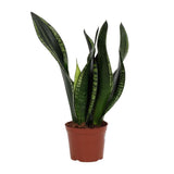 Sansevieria Whitey 12cm - Ø12cm - ↕27cm