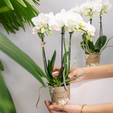 Lot de 2 orchidées Phalaenopsis blanches en pot Ø9 cm