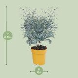 Eucalyptus Gunnii Azura Struik - Ø20cm - ↕50cm