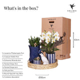 Ensemble de plantes méditerranéennes avec pots décoratifs