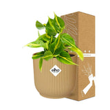 Philodendron grimpant jaune 14 cm
