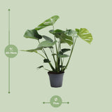 Delicious Monstera Tauerii - Ø17cm - ↕65cm