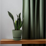 Sansevieria Whitey 12cm - Ø12cm - ↕27cm