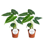 Alocasia Frydek - 2 pièces - Ø12cm - ↕35cm