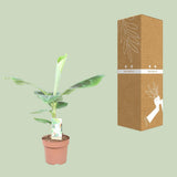 Musa Dwarf Cavendish - Ø17cm - ↕60cm