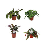 Boîte de plante colorée - 4 pièces - Ø12cm - ↕20-30cm
