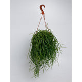 Rhipsalis Shaferi - Ø17cm - ↕45cm