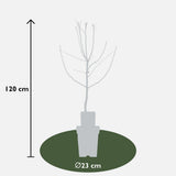 Cydonia oblonga 'Leskovacks' - Ø23cm - ↕120cm