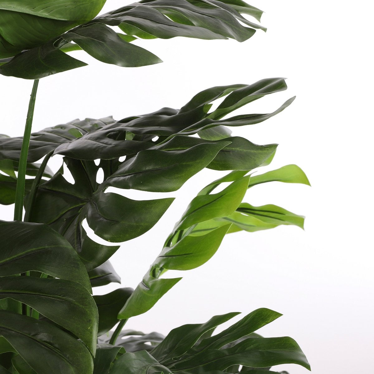 Pot en plastique noir de la plante Monstera