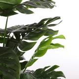 Pot en plastique noir de la plante Monstera