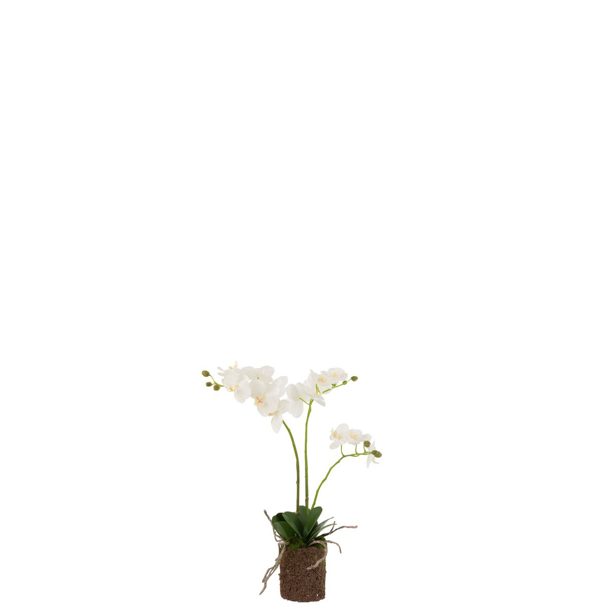 Détail de l'orchidée J-Line montrant les pétales et les feuilles