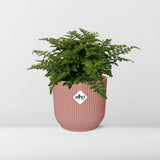 Asplenium Parvati en ELHO Vibes Fold 14cm rose