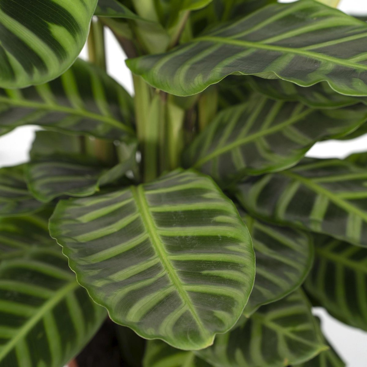 Image de diapositive