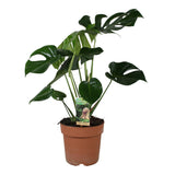 Delicious Monstera - Ø21cm - ↕55cm