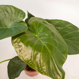 Alocasia Wentii plante verte en pot doré