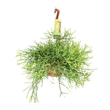Rhipsalis Heteroclada - Ø17 ↕35