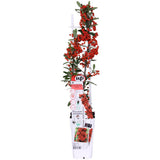Pyracantha coccinea Red Star - Ø23 cm - 75 cm