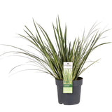 ACORUS GRAMINUS 'Argenteostriatus' - Ø14cm - ↕30cm