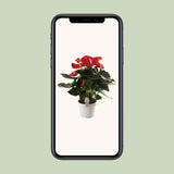 Plante Anthurium rouge Ø21 cm