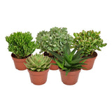 Mélange Succulent en terre cuite - 5 pièces avec un design élégant