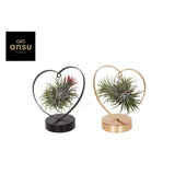 Tillandsia Love Edition Black Gold Mix - Plantes aériennes élégantes