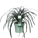 Plante Carex Ribbon Falls 23 cm
