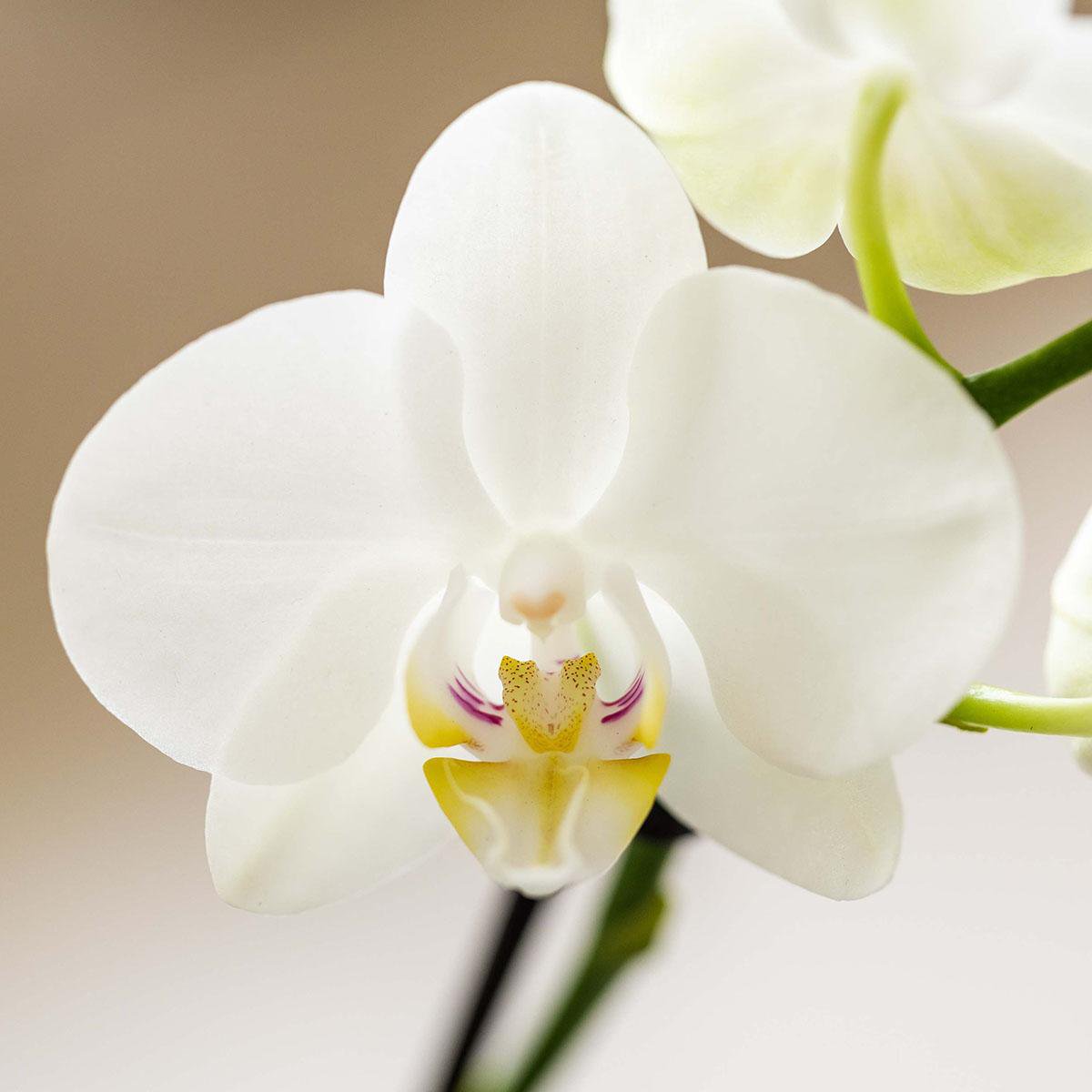 Set de plantes Kolibri avec orchidée Phalaenopsis Amabilis et succulentes dans un pot en céramique Malaga