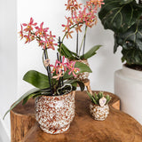 Maison Colibri | Pot Safari - 12 - Ø12cm