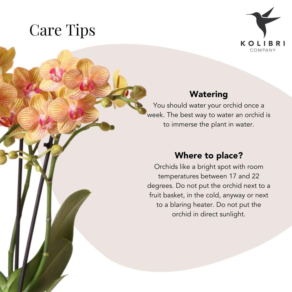 Détail des pots décoratifs de bonbons avec orchidée et plante verte