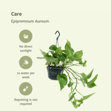 Lot de 2 plantes artificielles Epipremnum doré Ø15 cm
