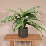 Aglaonema Cutlass - Ø12cm -↕30cm