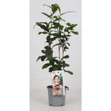 Camellia sinensis - Thé Plant - Ø12cm - ↕40cm