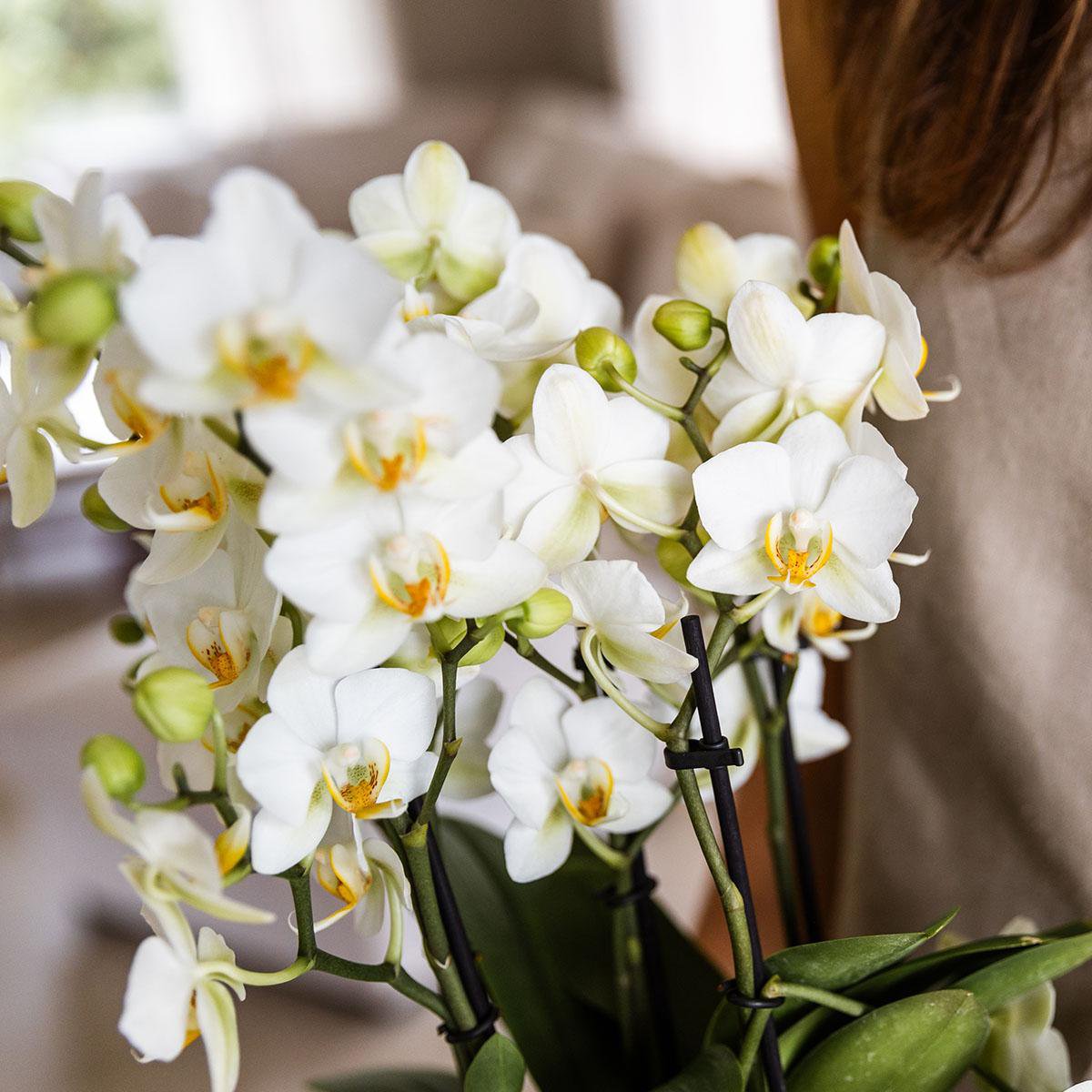 Vue d'ensemble de l'orchidée Phalaenopsis Lausanne dans un intérieur raffiné