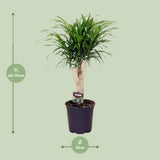 Dracaena Ref. Anita - Ø21cm - ↕70cm