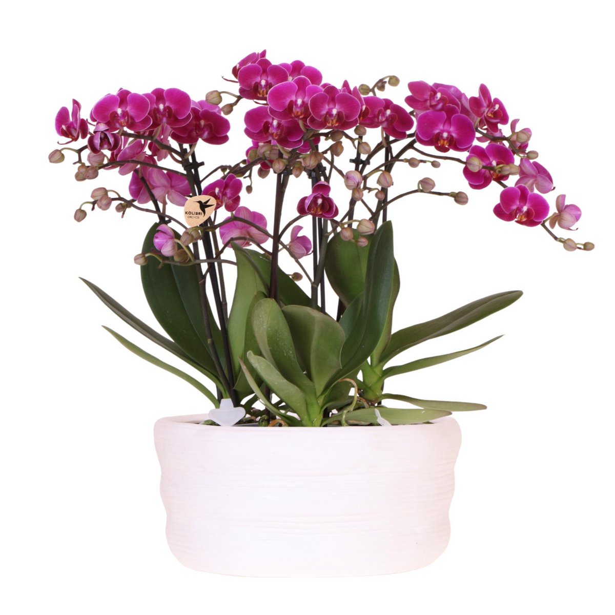 Orchidées Morelia violettes dans pot décoratif Como