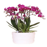 Orchidées Morelia violettes dans pot décoratif Como