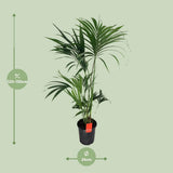 Howea Leinets - Ø24cm - ↕130cm