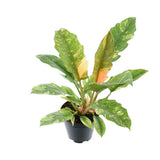 Philodendron étroit 'Ring of Fire' P14 - Ø14cm - ↕48cm