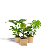 Lot de 3 plantes tropicales variées