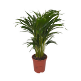 Dypsis Lutescens - Ø17cm - ↕55cm