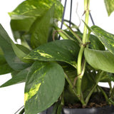 Epipremnum Aureum - Scindapsus - Ø15cm - ↕25cm