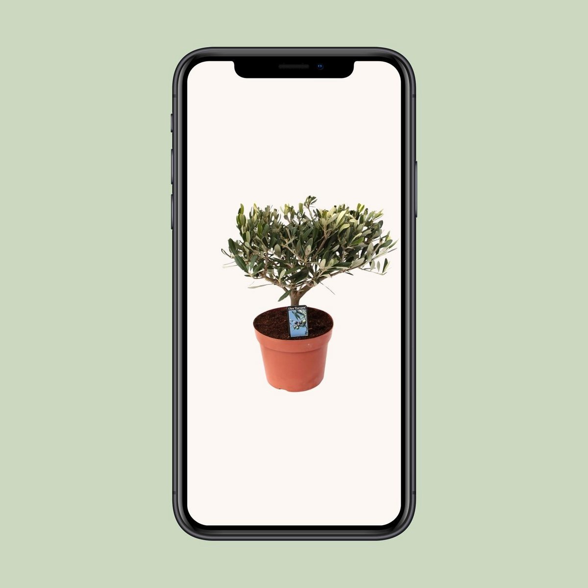 Olea Olive - Plante compacte idéale pour les jardins ensoleillés