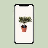 Olea Olive - Plante compacte idéale pour les jardins ensoleillés